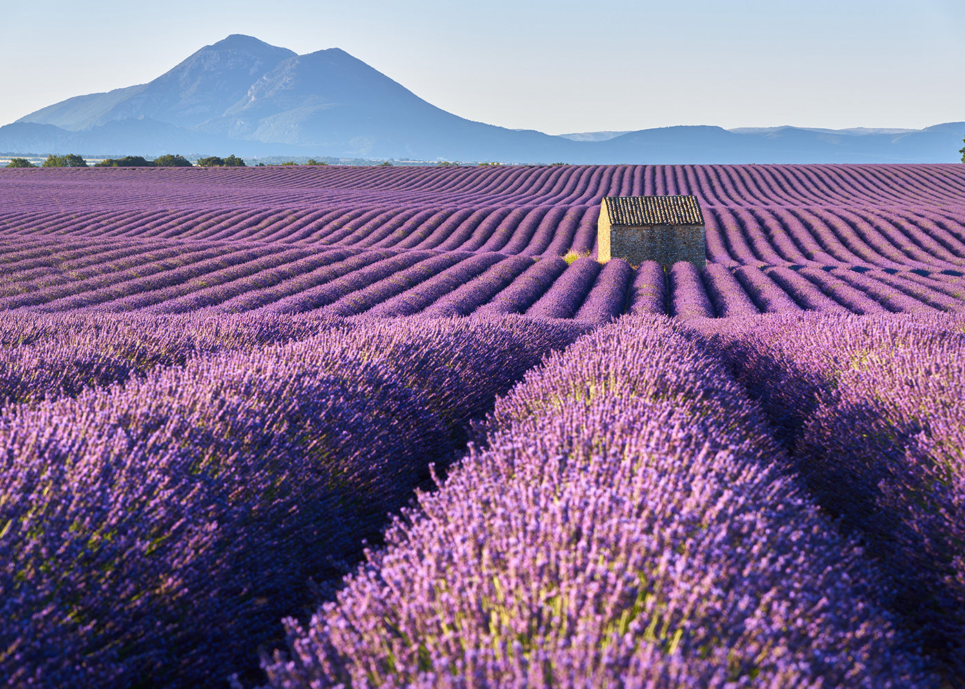Made in Provence