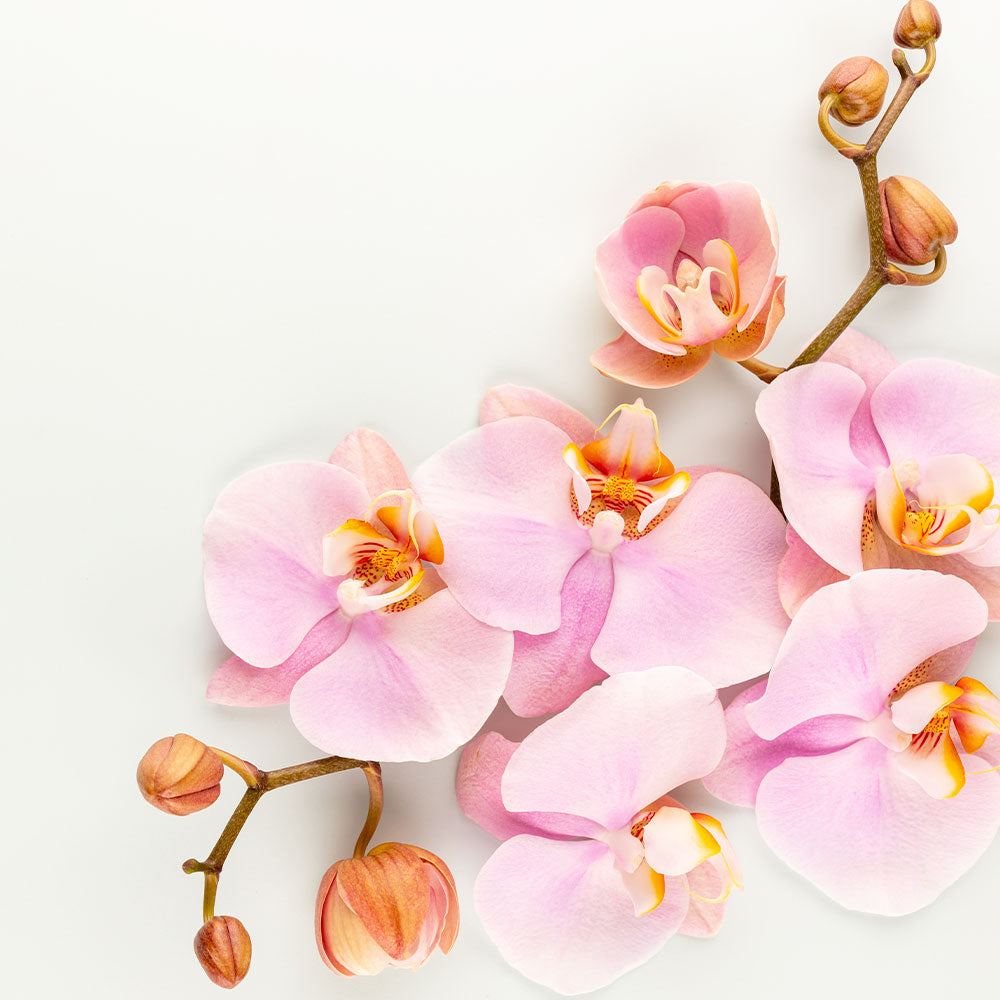 Elixir d'orchidées Bio