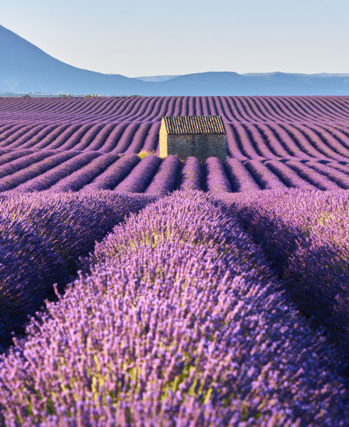 Made in Provence