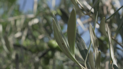 Vidéo Propos'Nature Laboratoire cosmétique