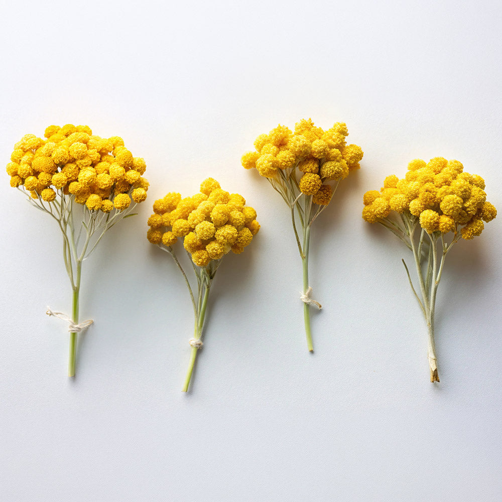 Soins Bio à l'Immortelle