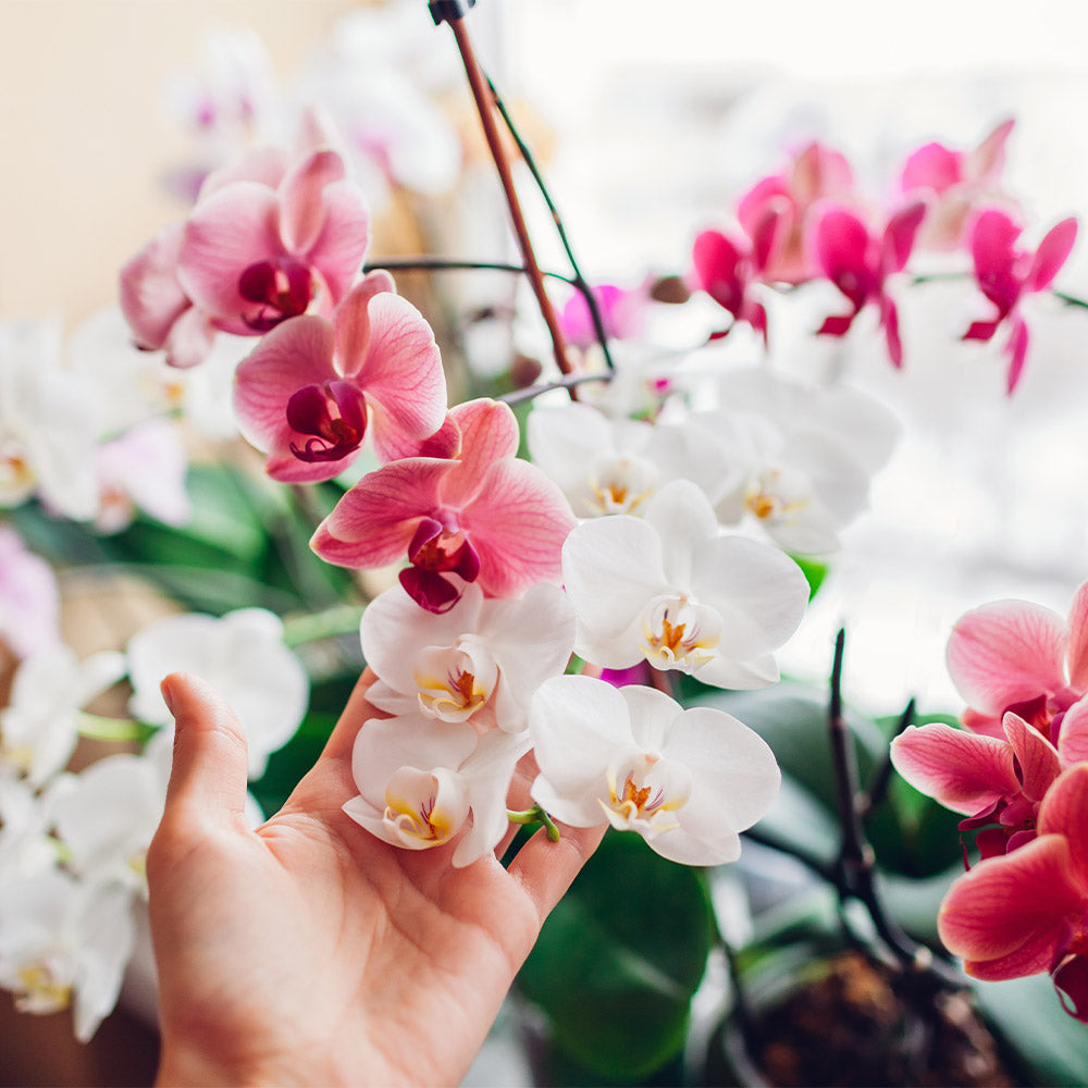 Elixir d'orchidées Bio